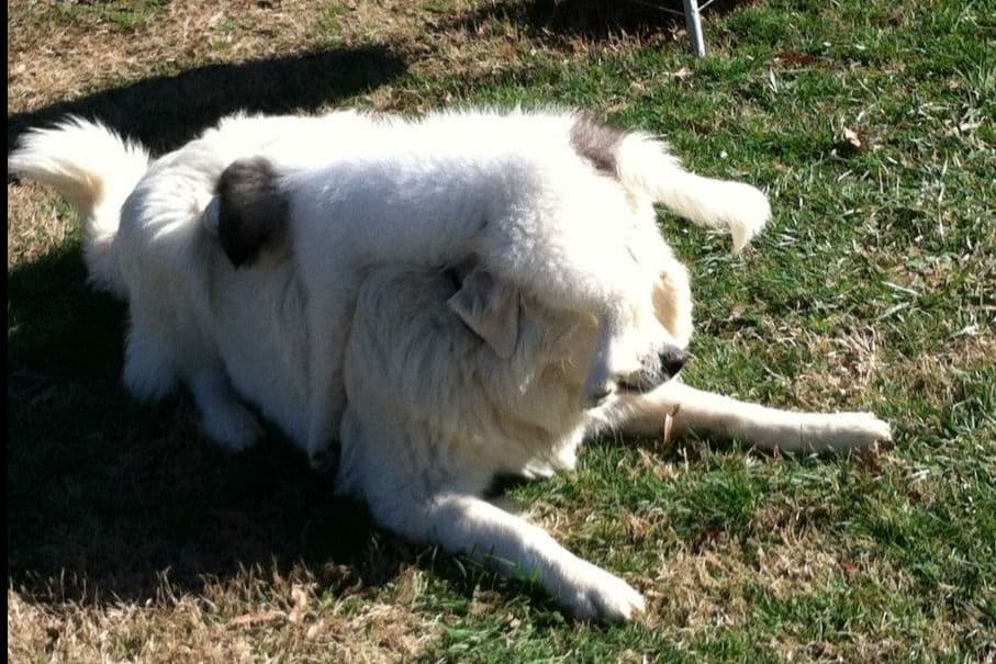 Lachenbock Farm breeder image 2