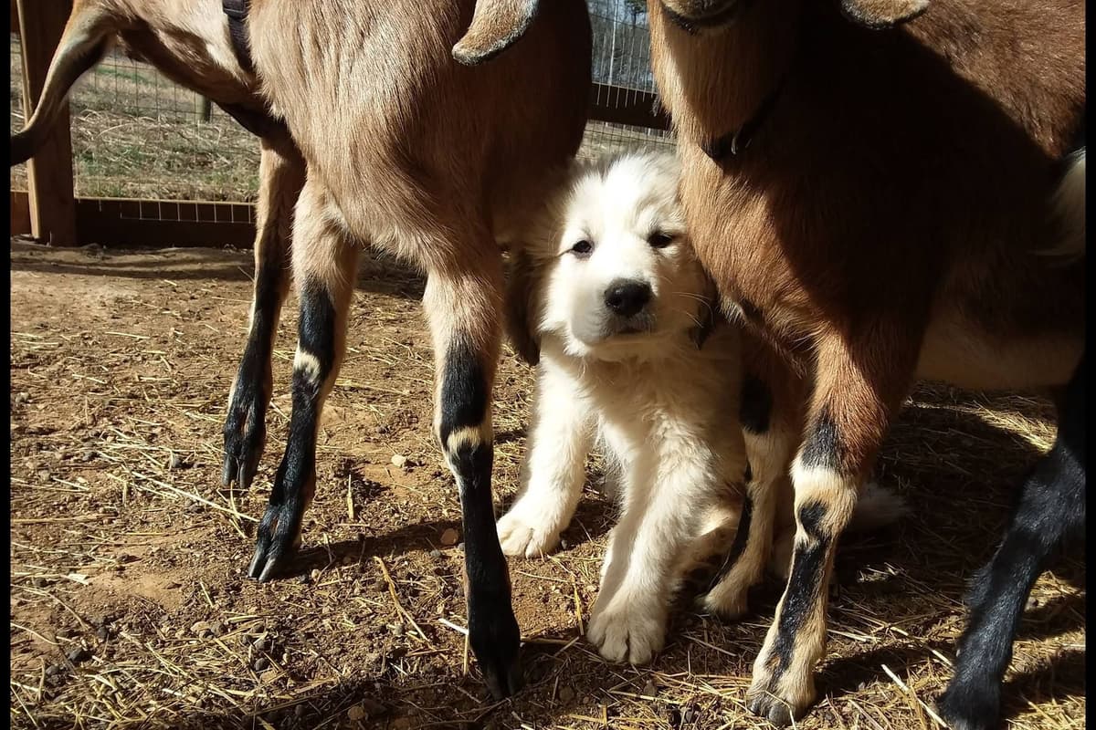 Lachenbock Farm breeder image 6