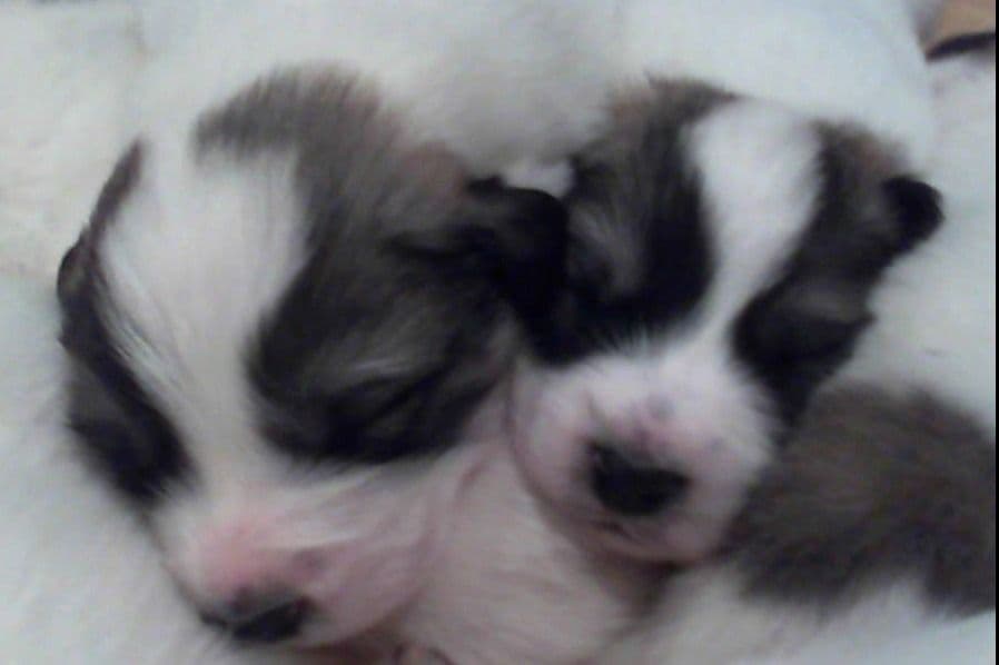 Lachenbock Farm breeder image 7