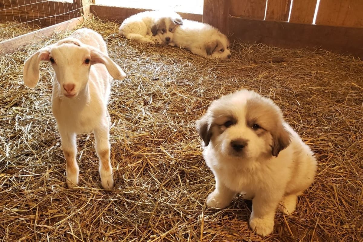Lachenbock Farm breeder image 9