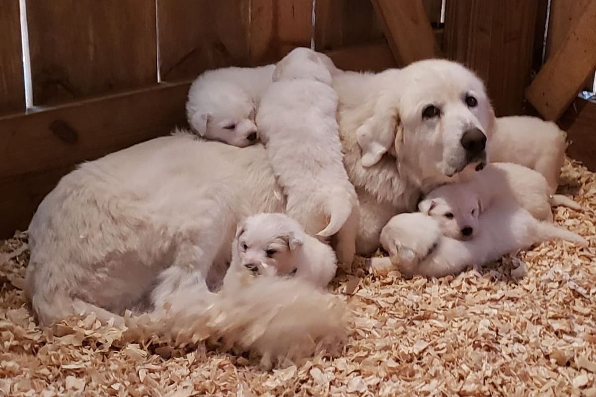 Lachenbock Farm breeder image 10