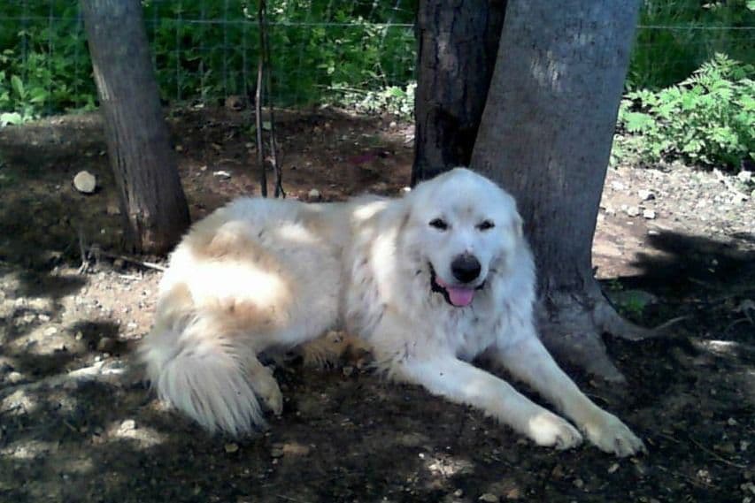 Lachenbock Farm breeder image 12