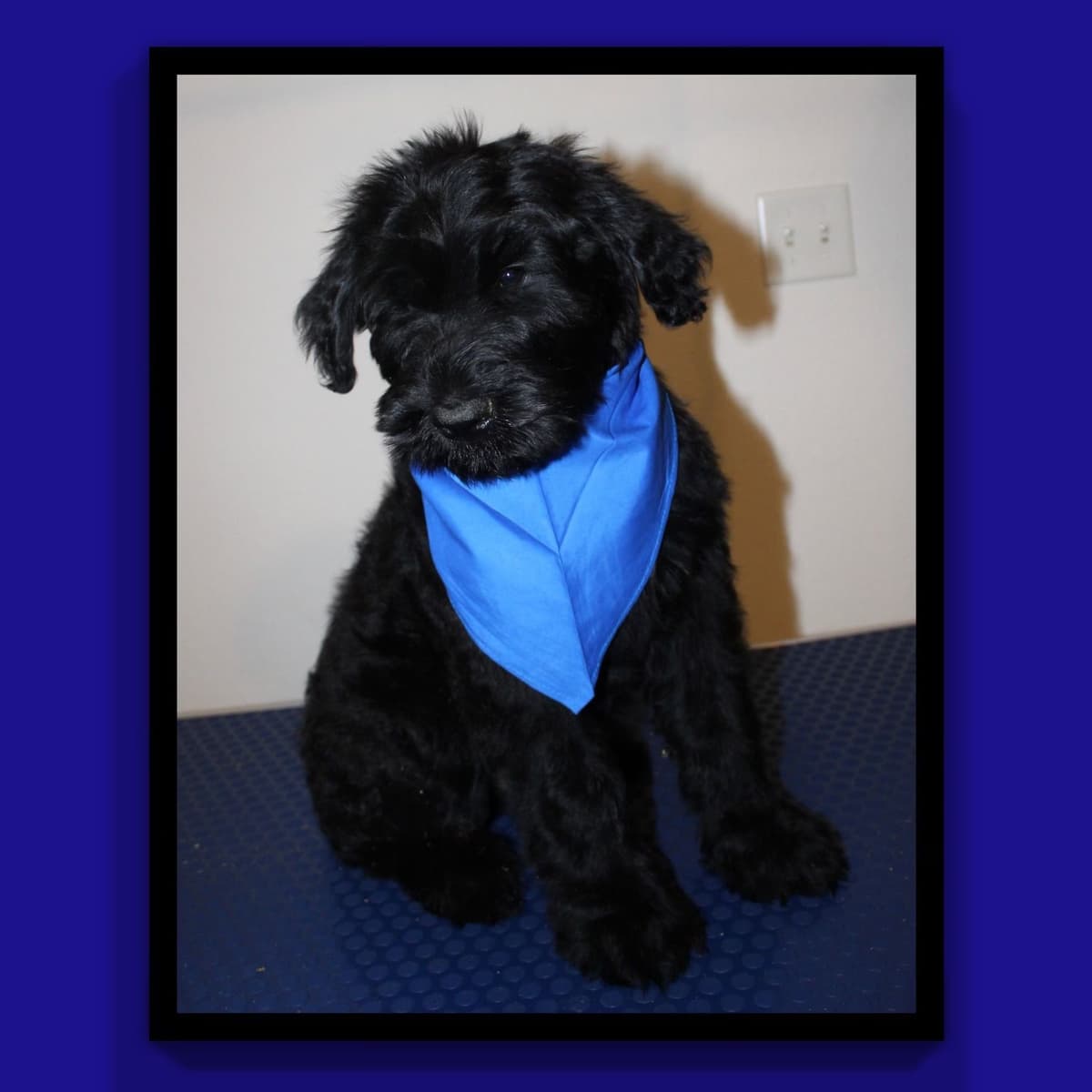 Giant Schnauzer Puppies breeder image 3