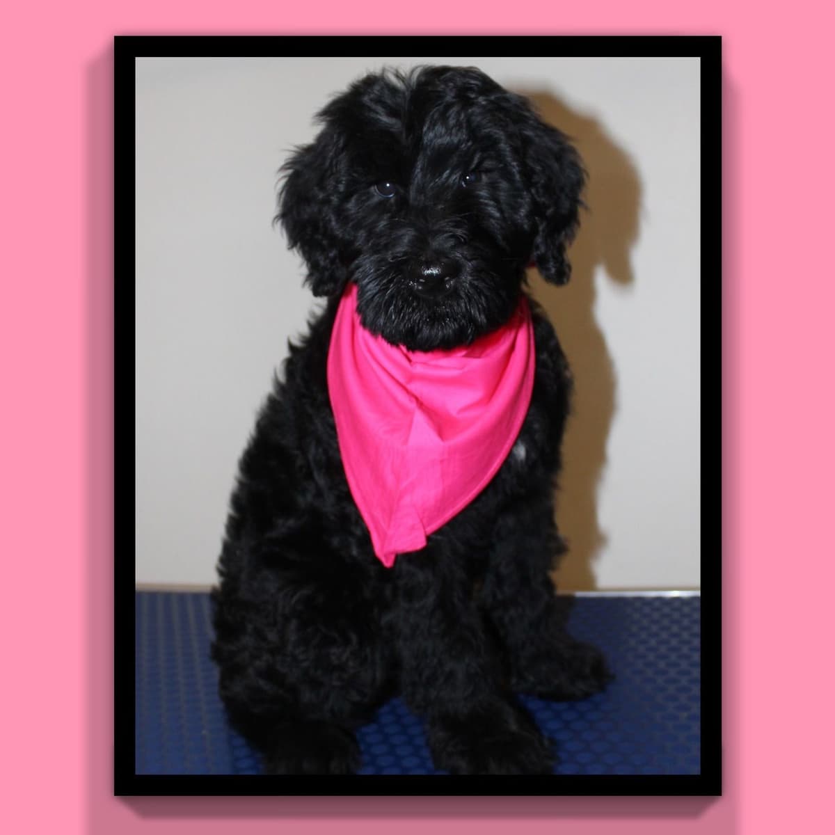 Giant Schnauzer Puppies breeder image 5