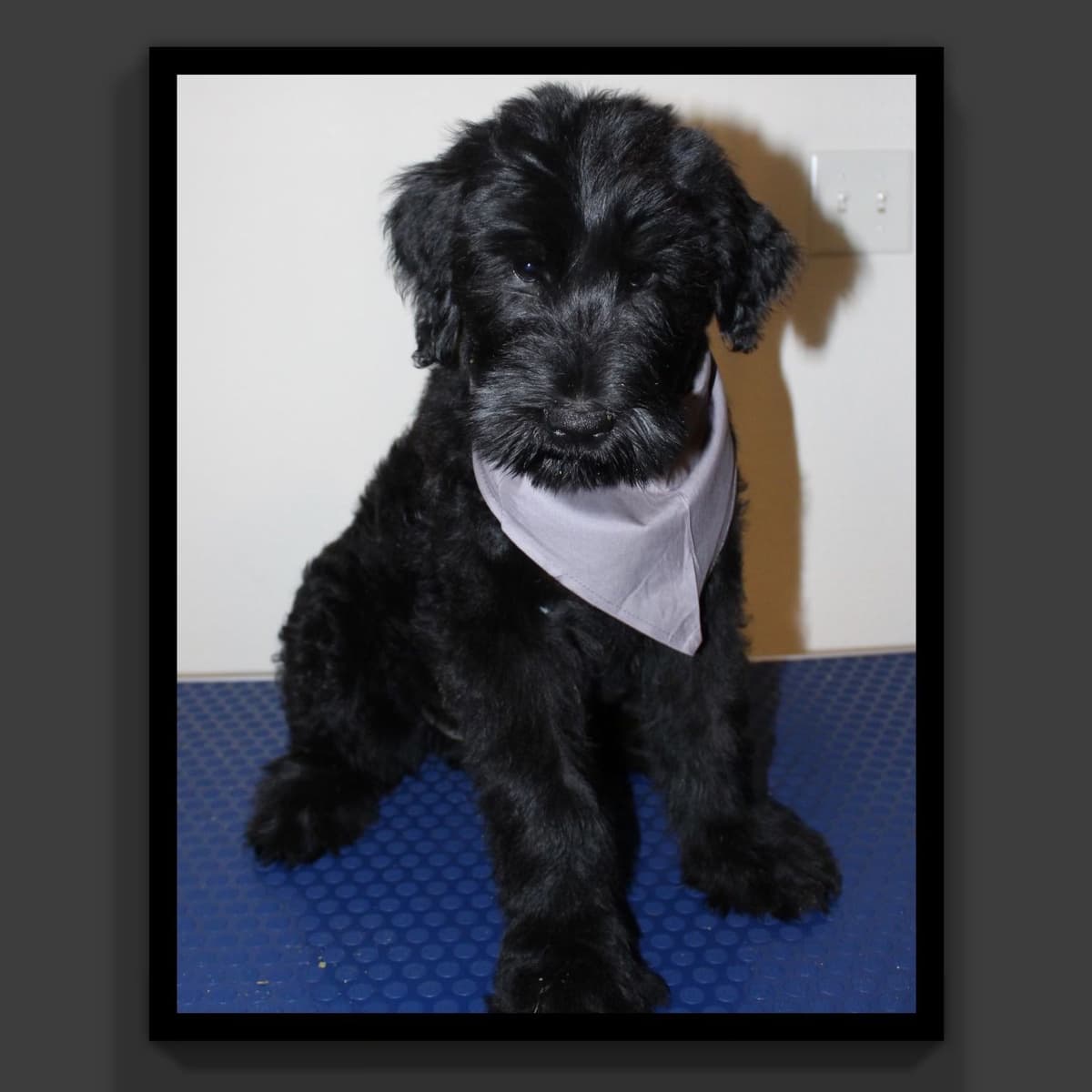 Giant Schnauzer Puppies breeder image 4