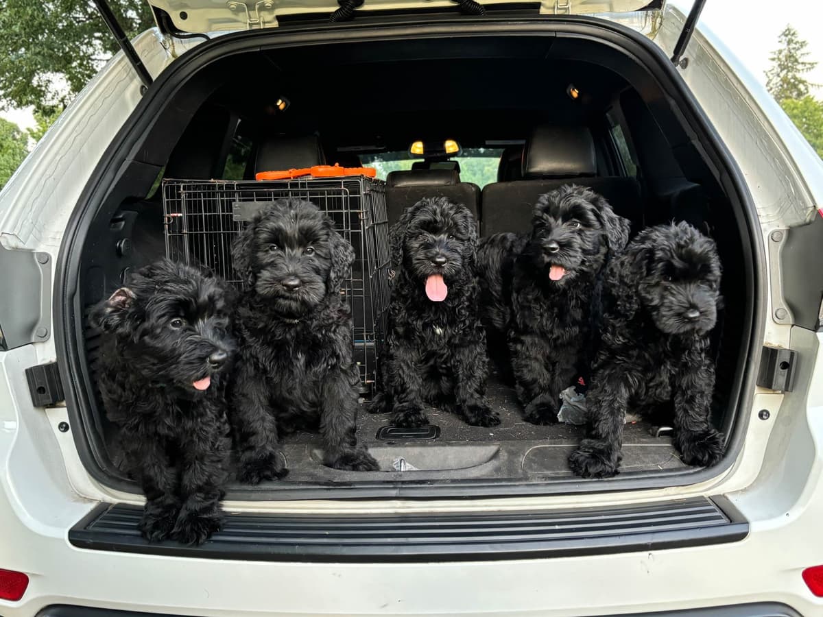 Giant Schnauzer Puppies breeder image 7