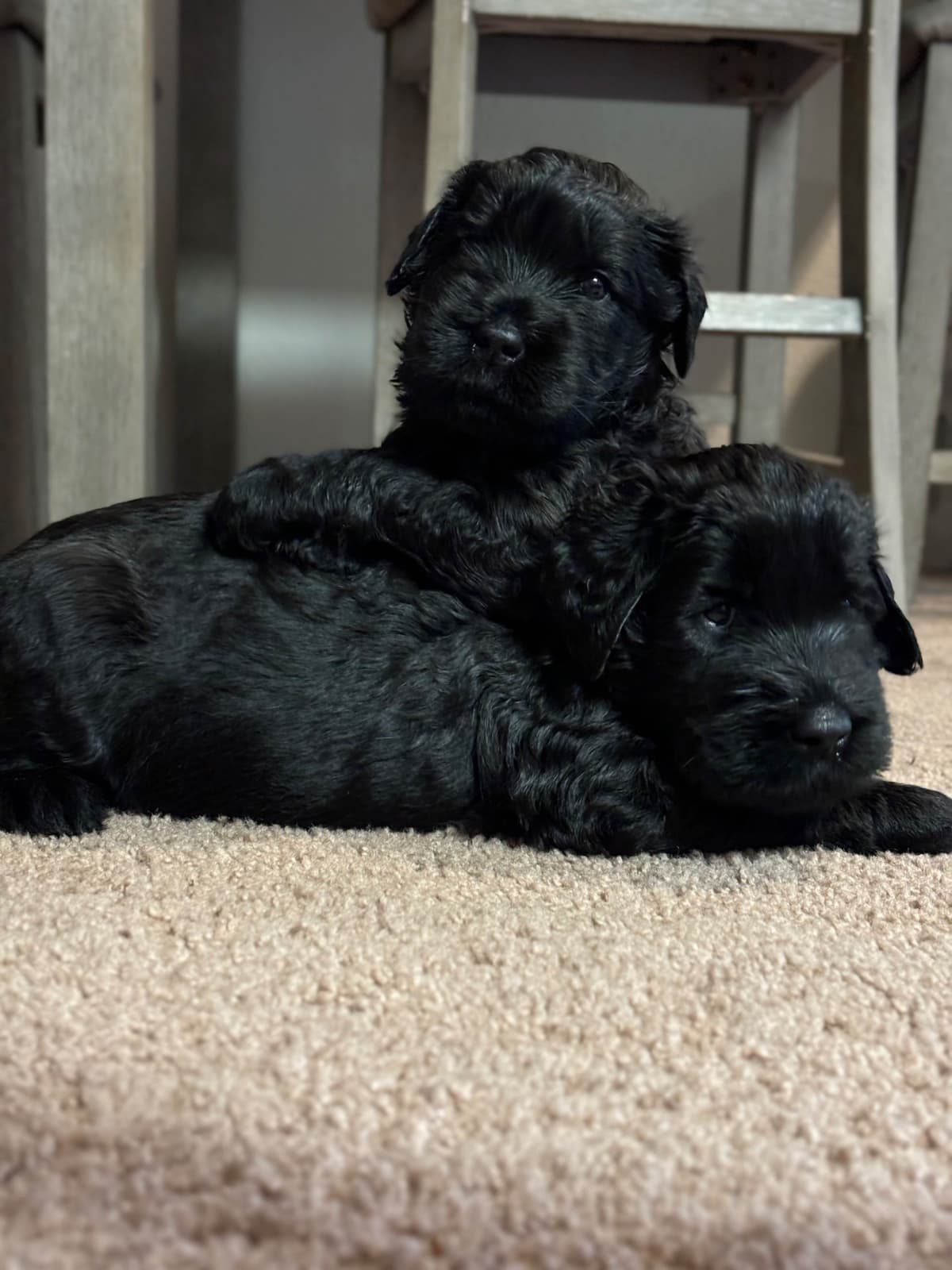 Giant Schnauzer Puppies breeder image 8