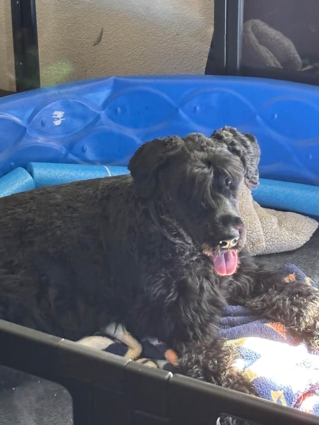 Giant Schnauzer Puppies media 2