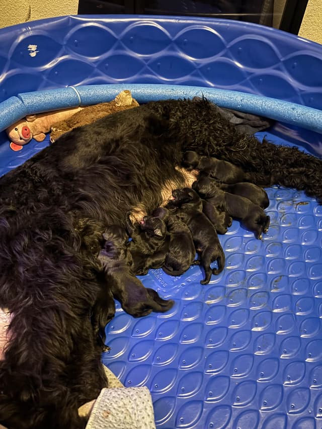 Giant Schnauzer Puppies media 4