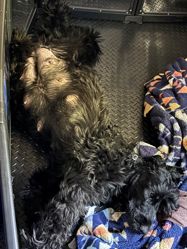 Giant Schnauzer Puppies media 3