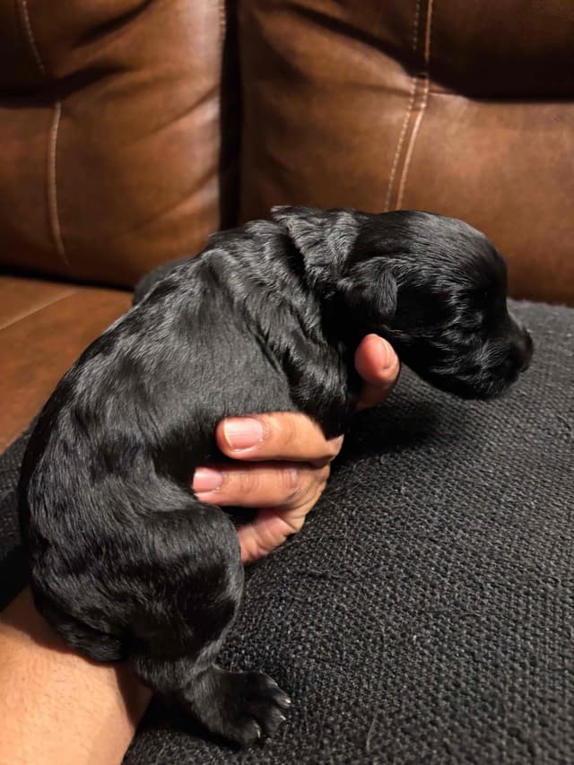 Giant Schnauzer Puppies media 6