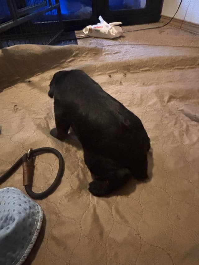 Giant Schnauzer Puppies media 8