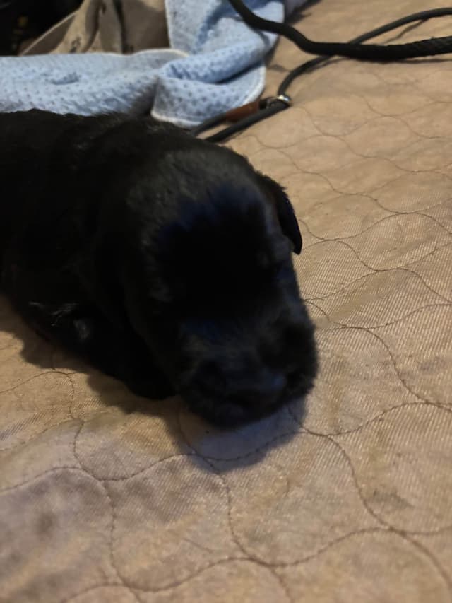 Giant Schnauzer Puppies media 7