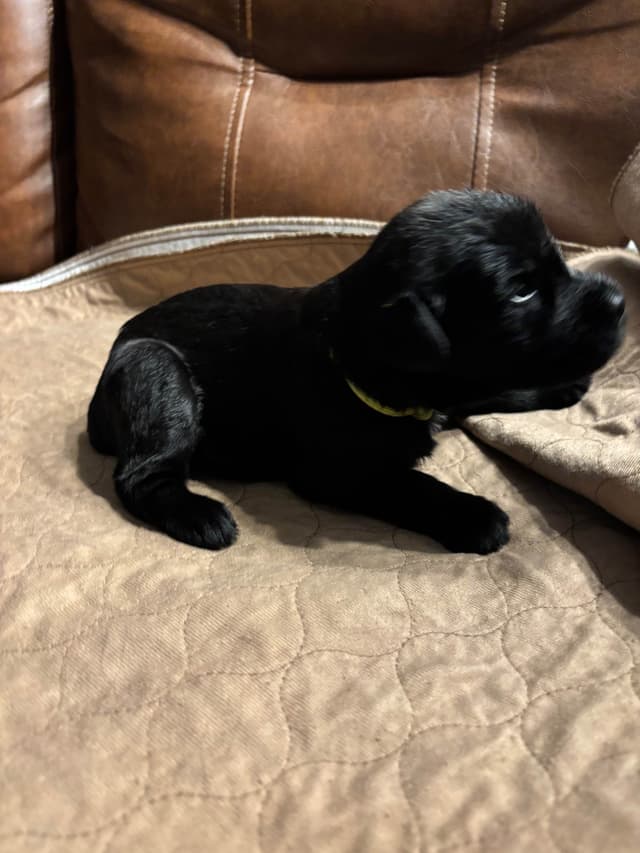 Giant Schnauzer Puppies media 9