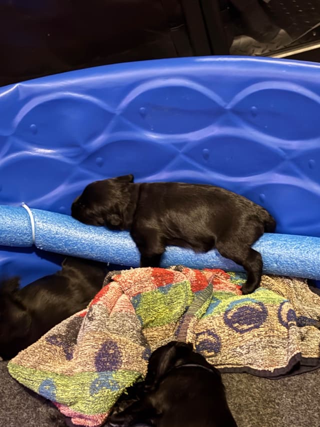Giant Schnauzer Puppies media 10