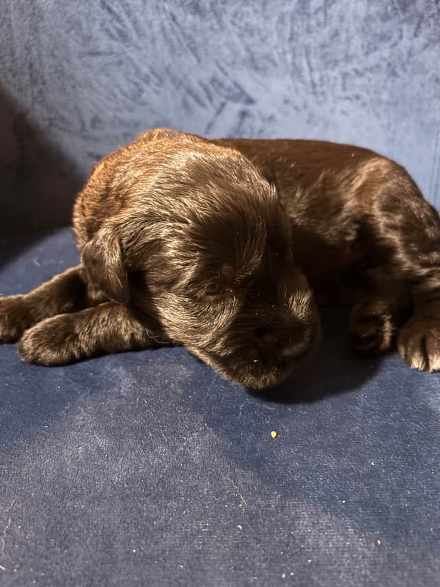 Giant Schnauzer Puppies media 11