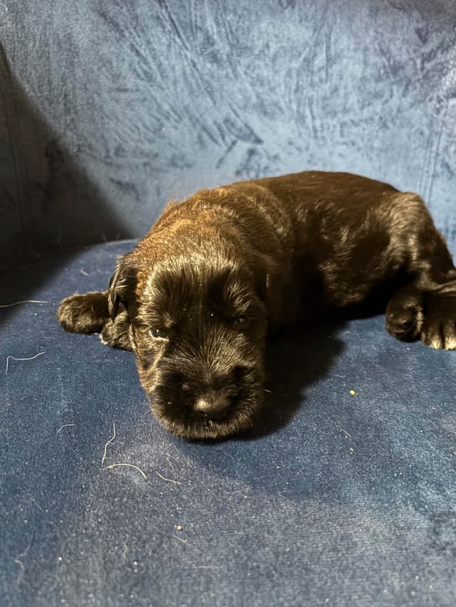 Giant Schnauzer Puppies media 12