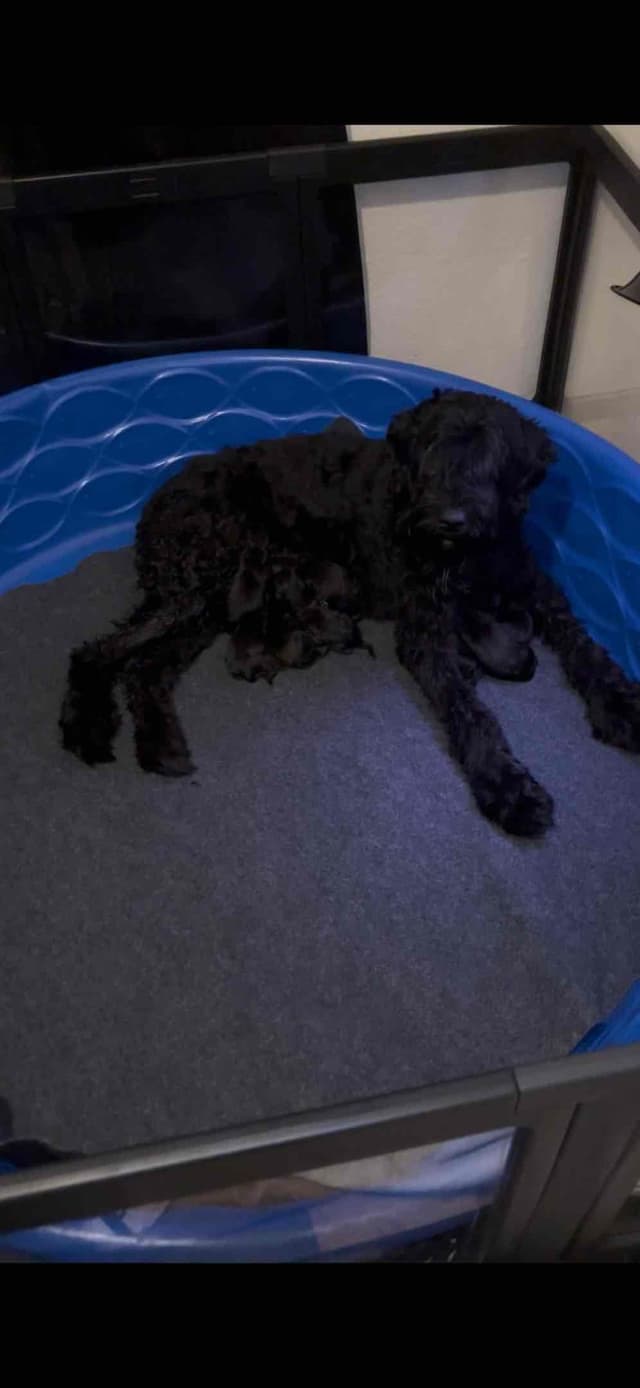 Giant Schnauzer Puppies media 3