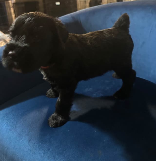 Giant Schnauzer Puppies media 13