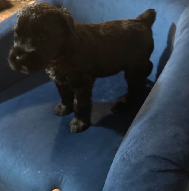 Giant Schnauzer Puppies media 14