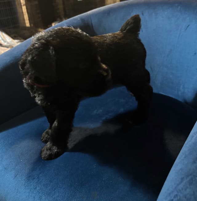 Giant Schnauzer Puppies media 15