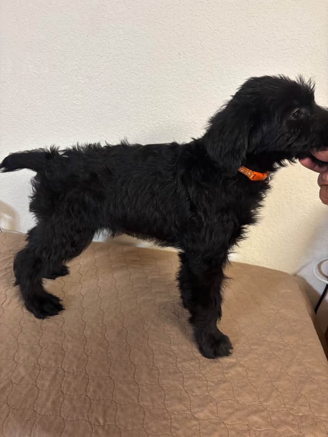Giant Schnauzer Puppies media 16