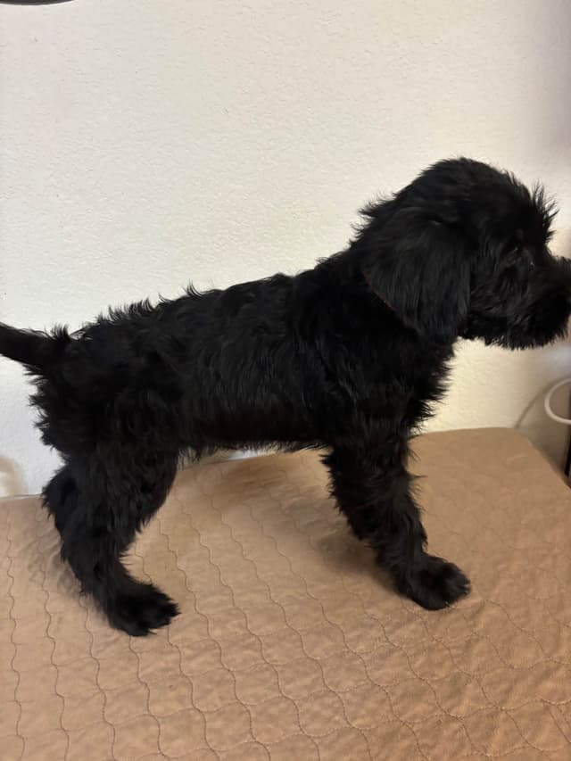 Giant Schnauzer Puppies media 17