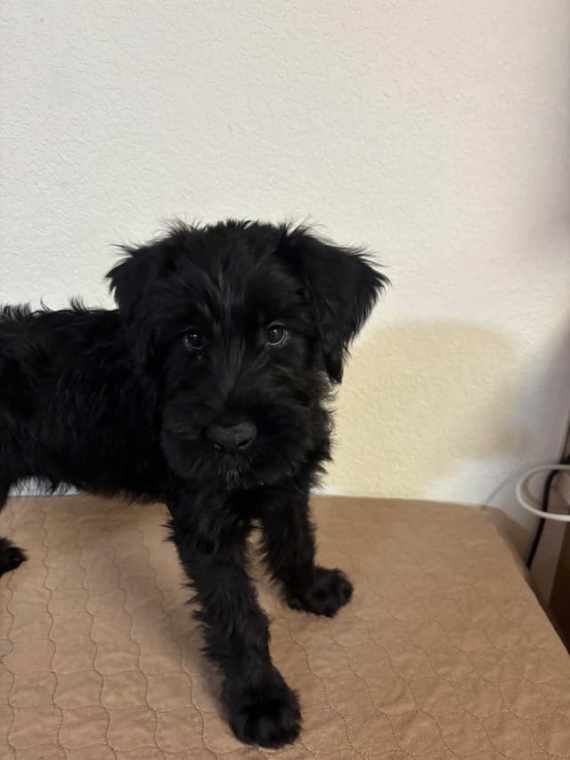 Giant Schnauzer Puppies media 18