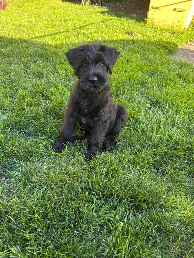 Giant Schnauzer Puppies media 4