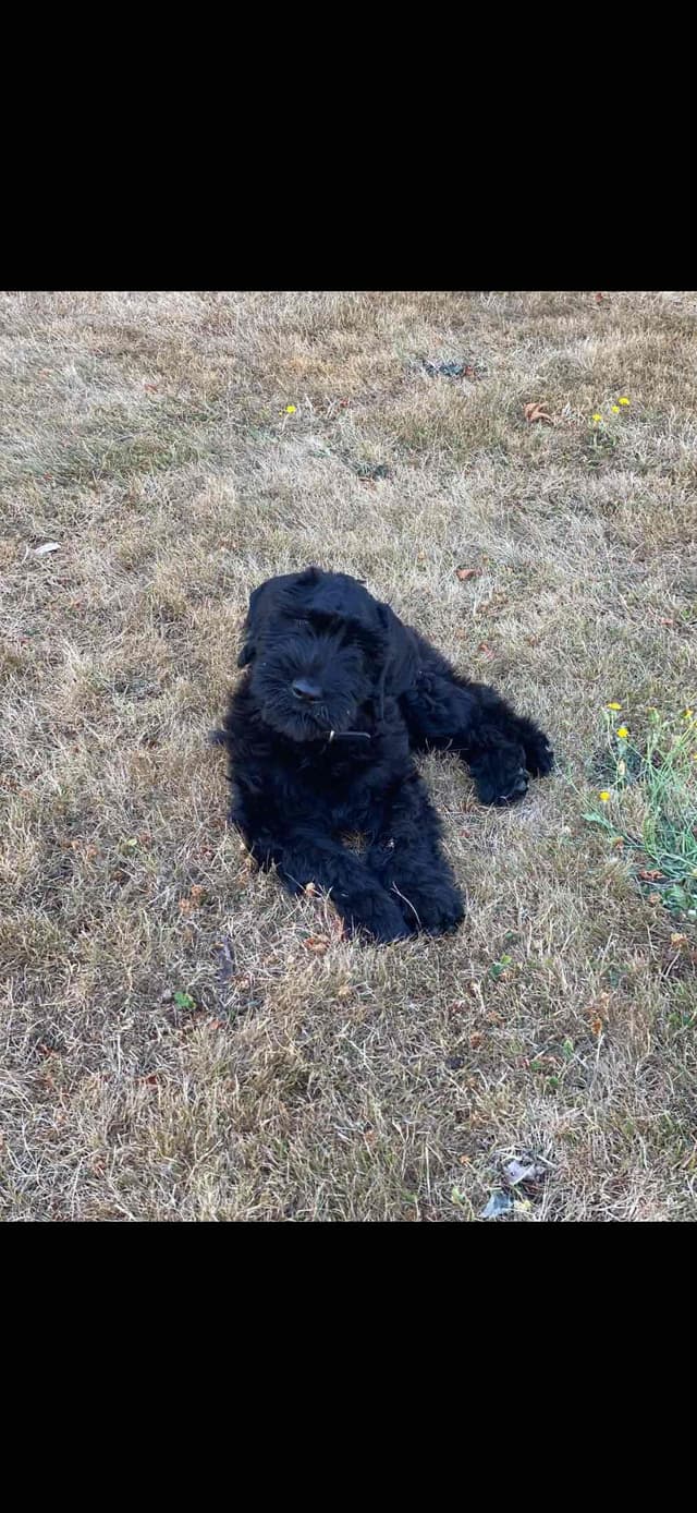 Giant Schnauzer Puppies media 5