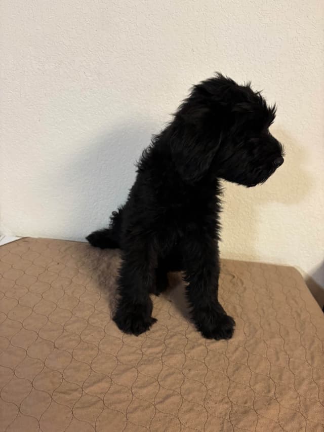 Giant Schnauzer Puppies media 6