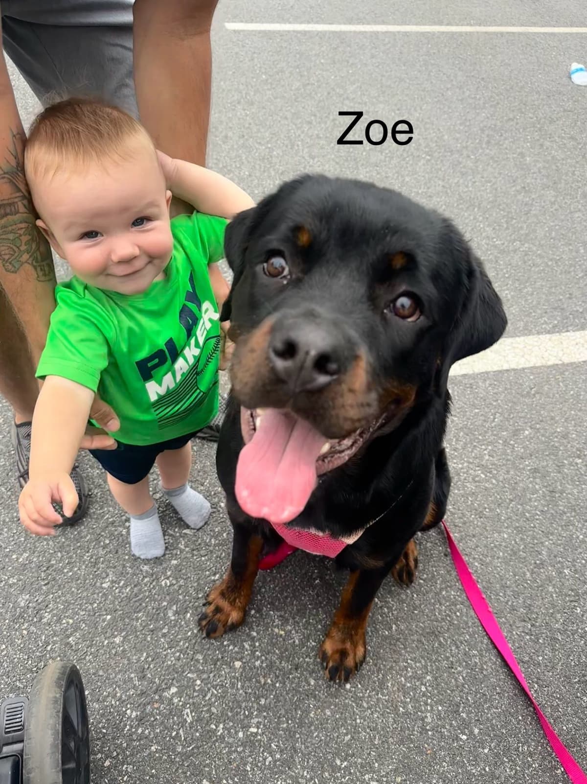 Rottweiler Puppies - 4th of July Sale breeder image 1