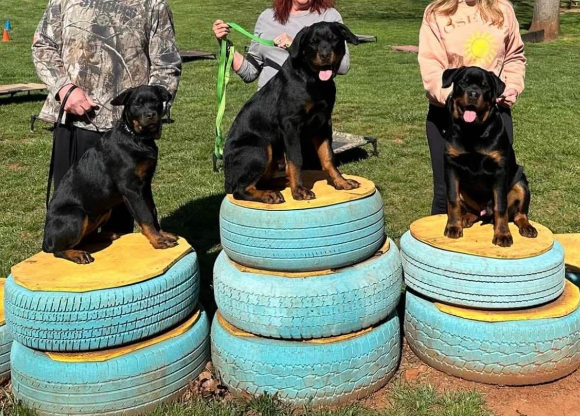 Rottweiler Puppies - 4th of July Sale breeder image 2