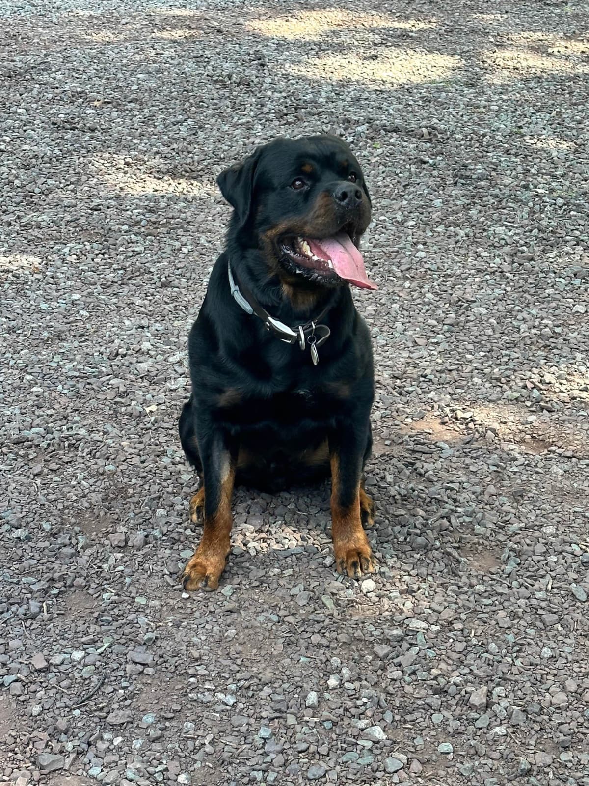 Rottweiler Puppies - 4th of July Sale breeder image 4