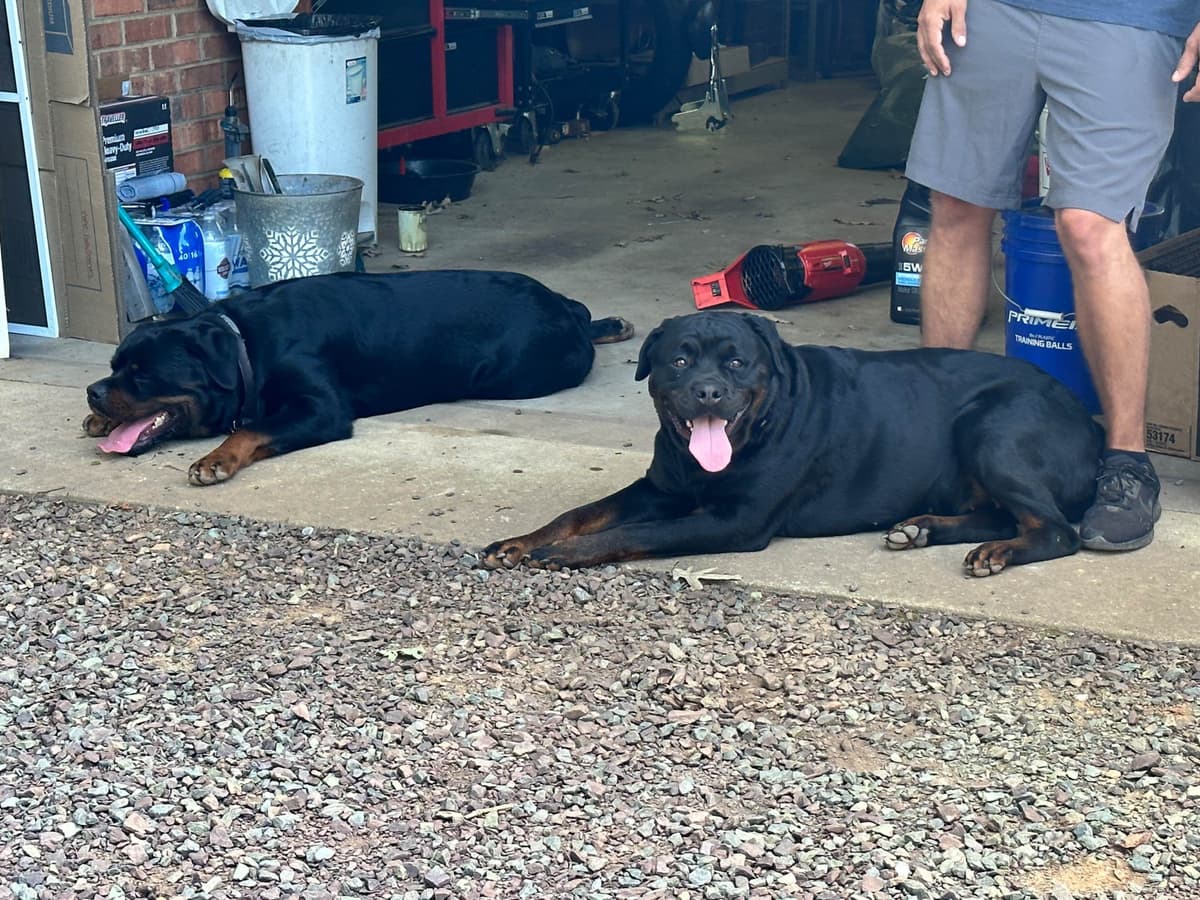 Rottweiler Puppies - 4th of July Sale breeder image 9