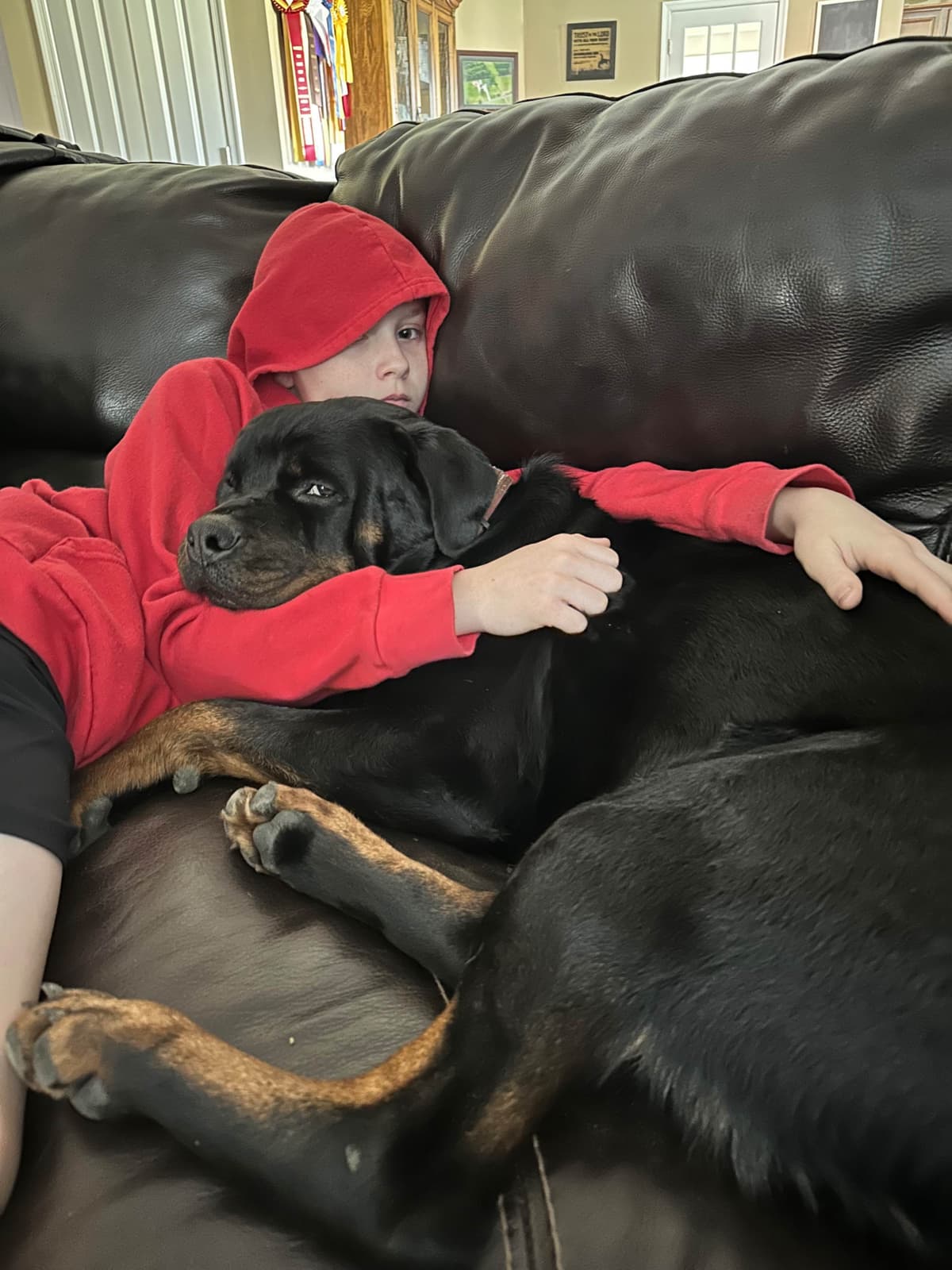 Rottweiler Puppies - 4th of July Sale breeder image 12