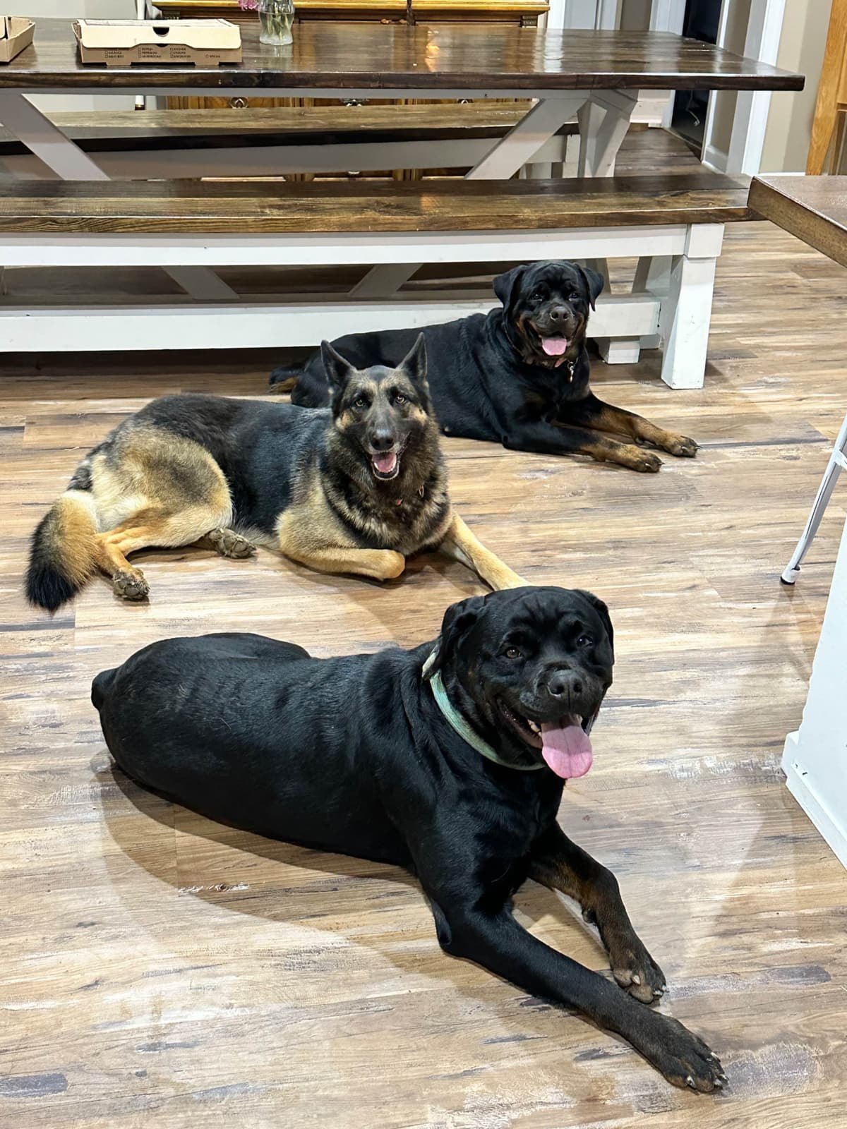 Rottweiler Puppies - 4th of July Sale breeder image 15