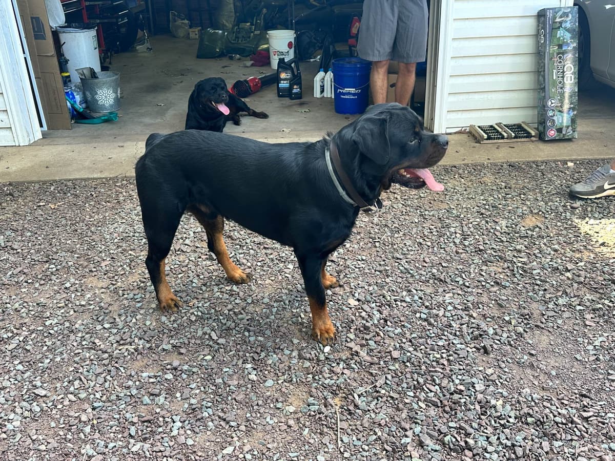 Rottweiler Puppies - 4th of July Sale breeder image 13