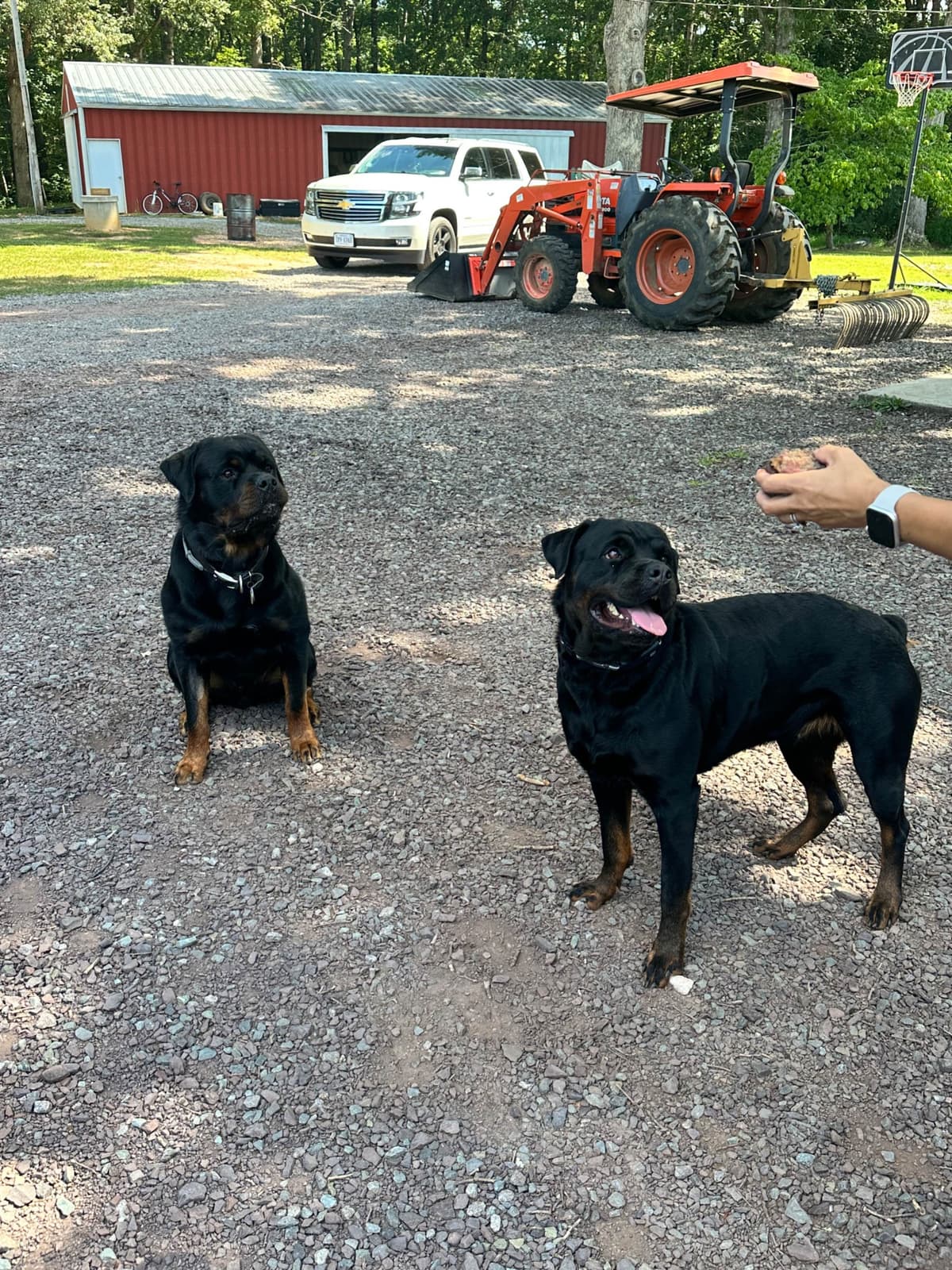 Rottweiler Puppies - 4th of July Sale breeder image 18