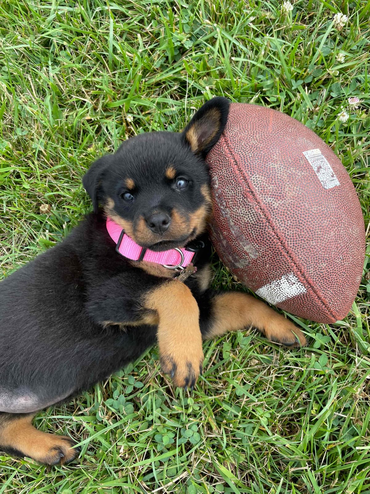 Rottweiler Puppies - 4th of July Sale breeder image 20