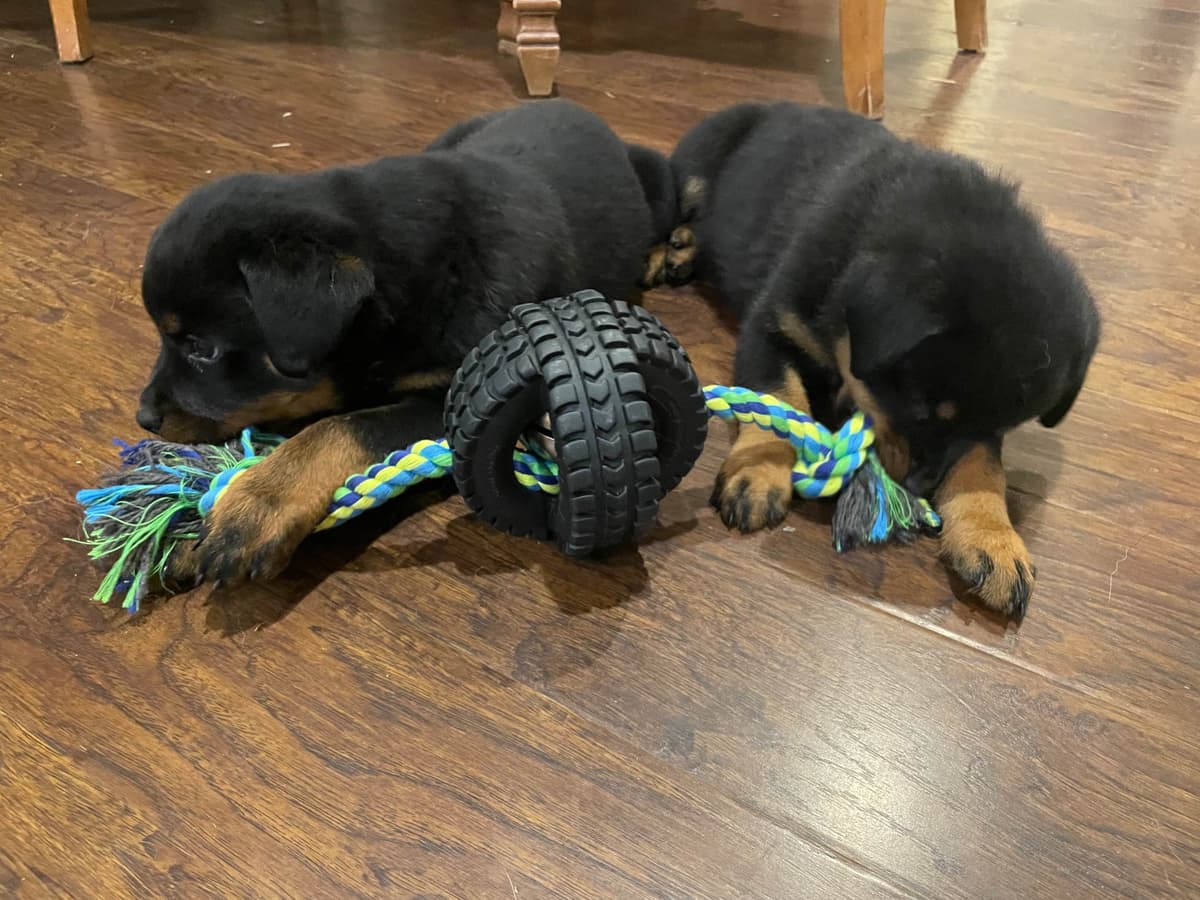 Rottweiler Puppies - 4th of July Sale breeder image 21