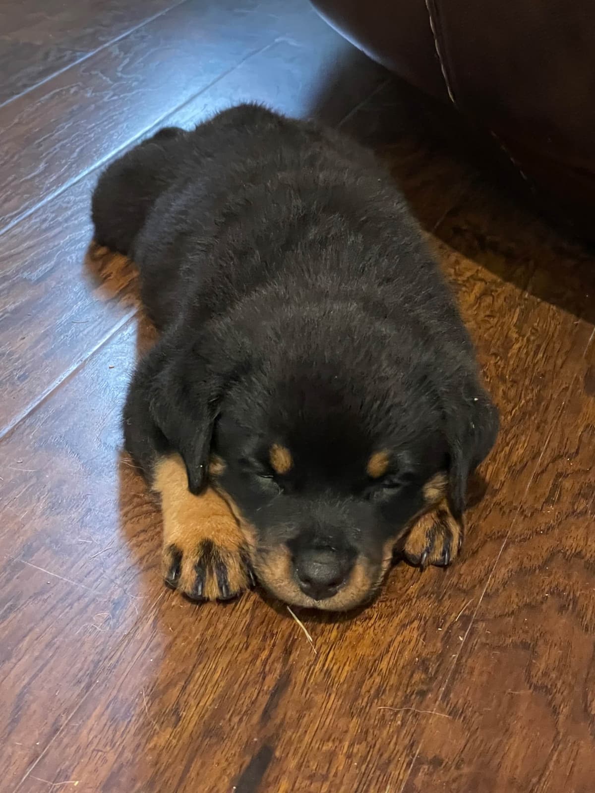 Rottweiler Puppies - 4th of July Sale breeder image 22