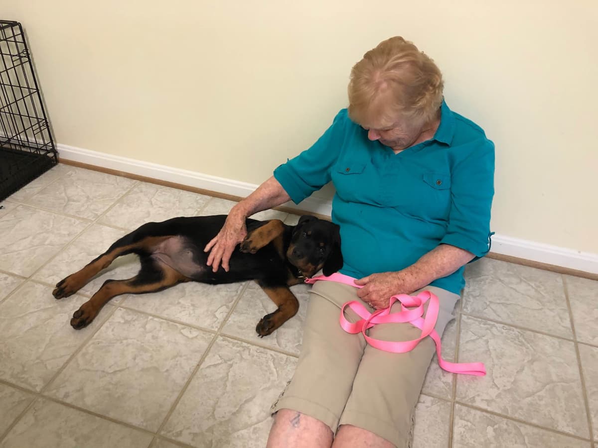 Rottweiler Puppies - 4th of July Sale breeder image 23