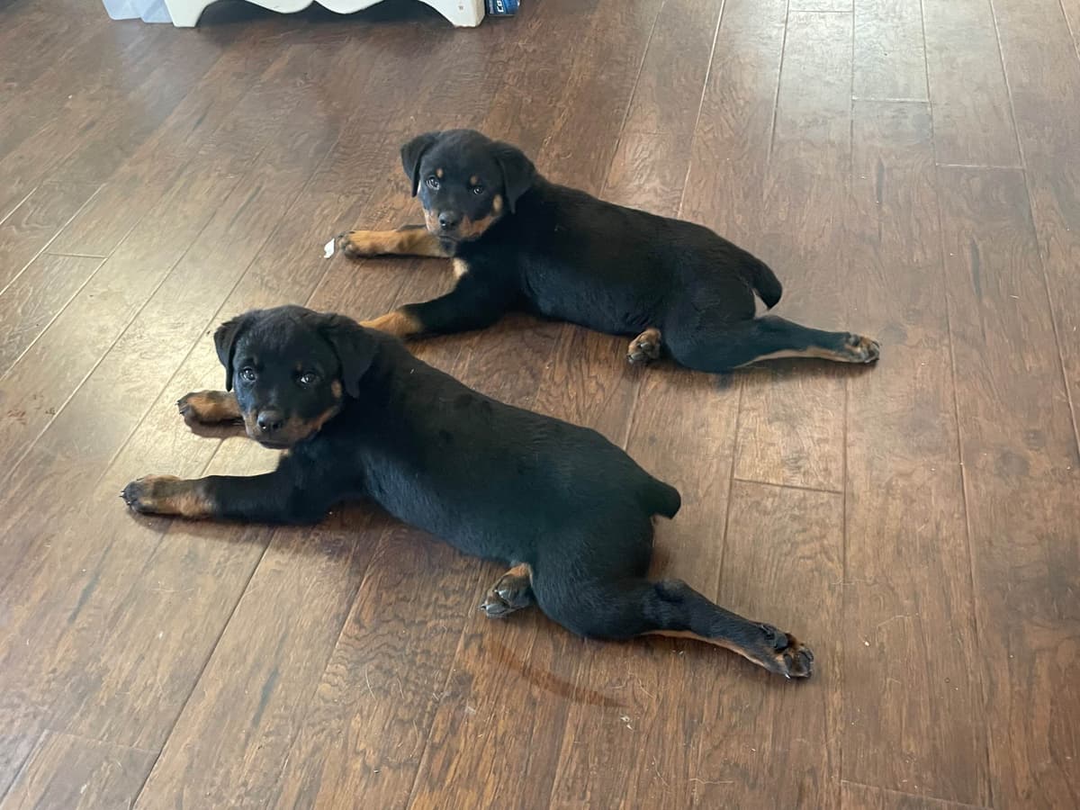 Rottweiler Puppies - 4th of July Sale breeder image 24