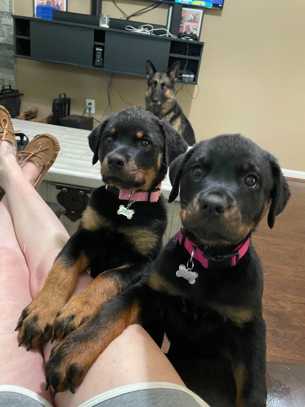 Rottweiler Puppies - 4th of July Sale breeder image 25