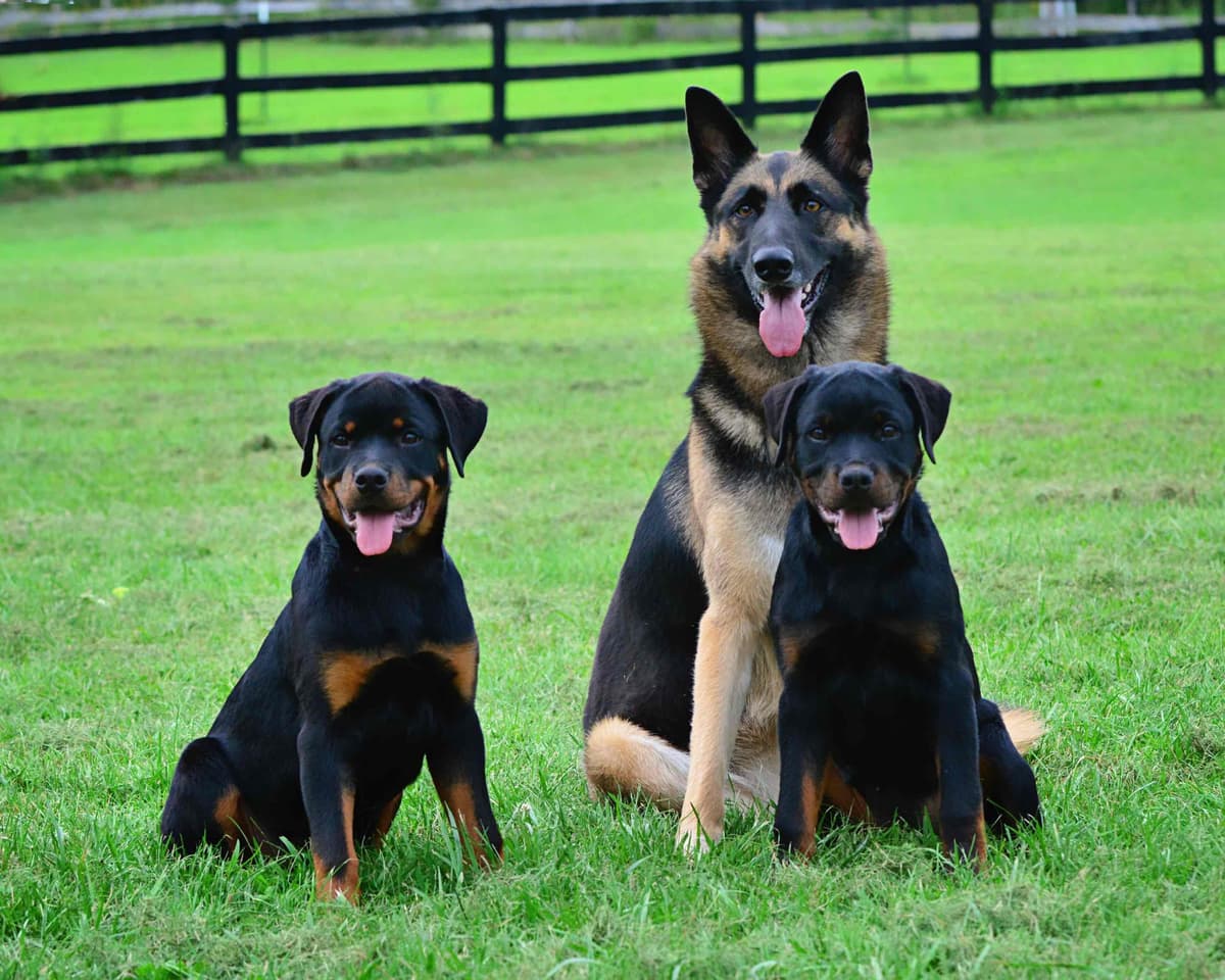 Rottweiler Puppies - 4th of July Sale breeder image 26