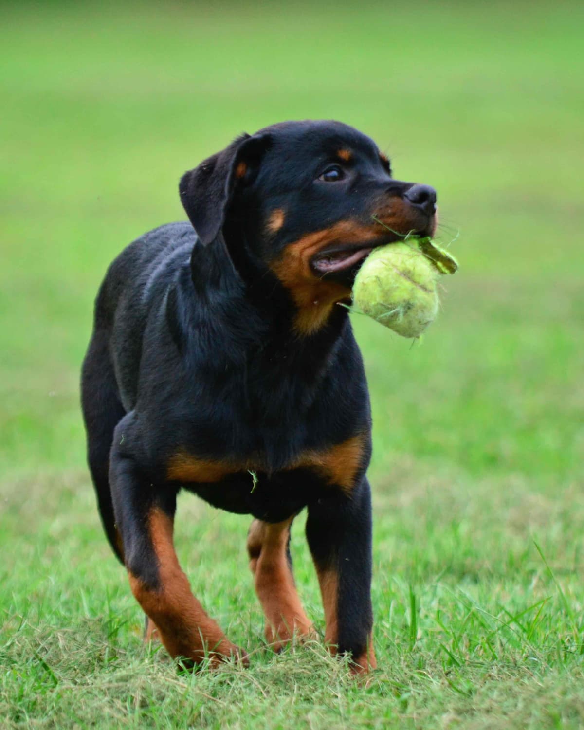 Rottweiler Puppies - 4th of July Sale breeder image 27
