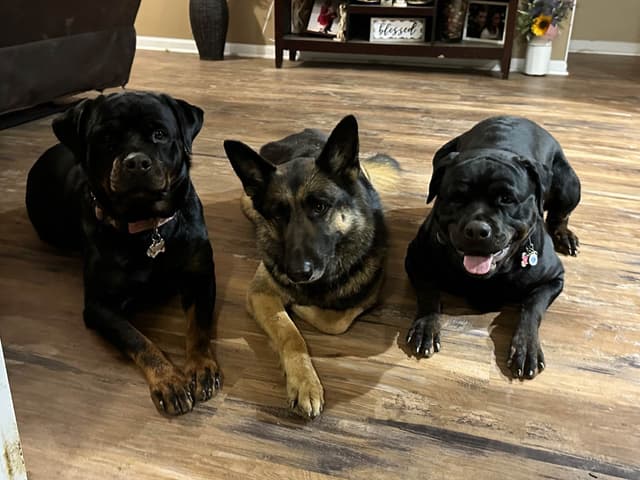 Rottweiler Puppies - Pre-Father’s Day Sale media 2