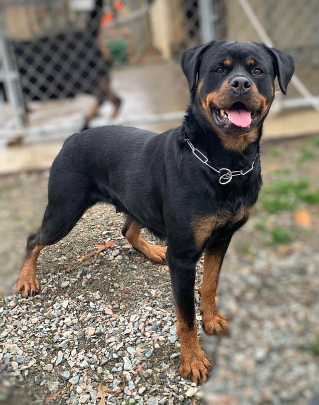 Rottweiler Puppies - Pre-Father’s Day Sale media 3