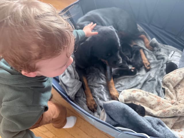 Rottweiler Puppies - Pre-Father’s Day Sale media 4